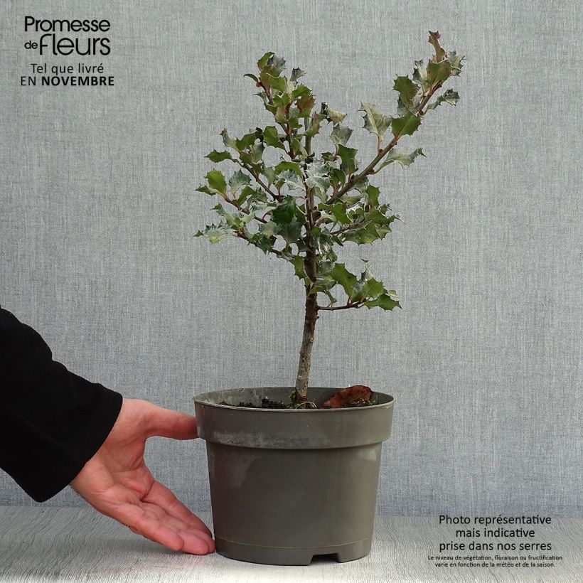 Exemplaar van Ilex meserveae Blue Angel - Kastanjebladige hulst Pot van 2 l/3 l zoals geleverd in de herfst