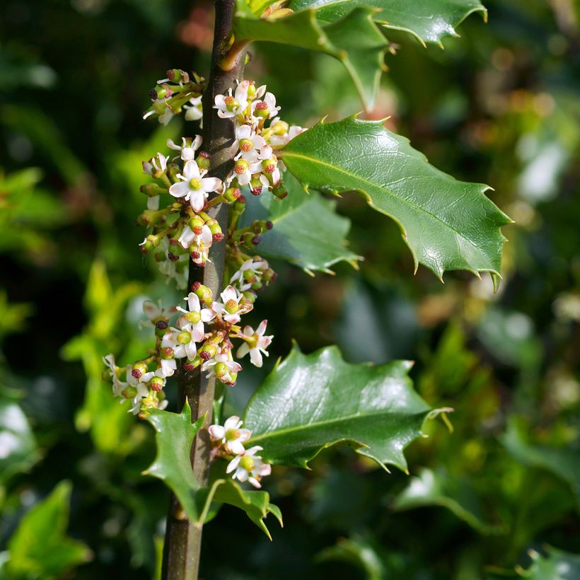 Ilex meserveae Blue Princess - Kastanjebladige hulst (Bloei)