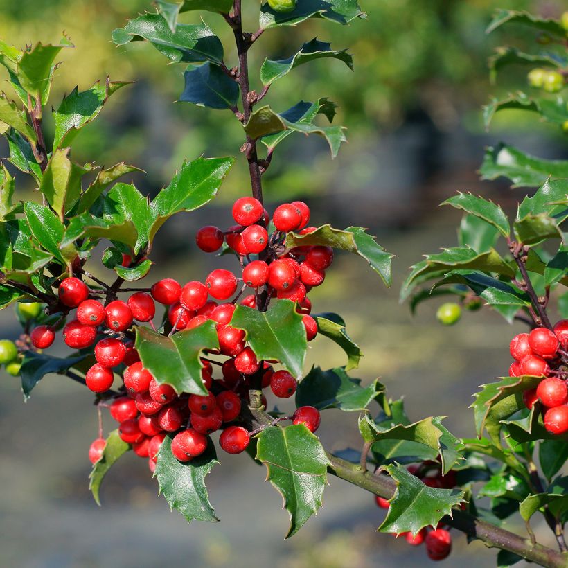 Ilex meserveae Blue Princess - Kastanjebladige hulst (Oogst)
