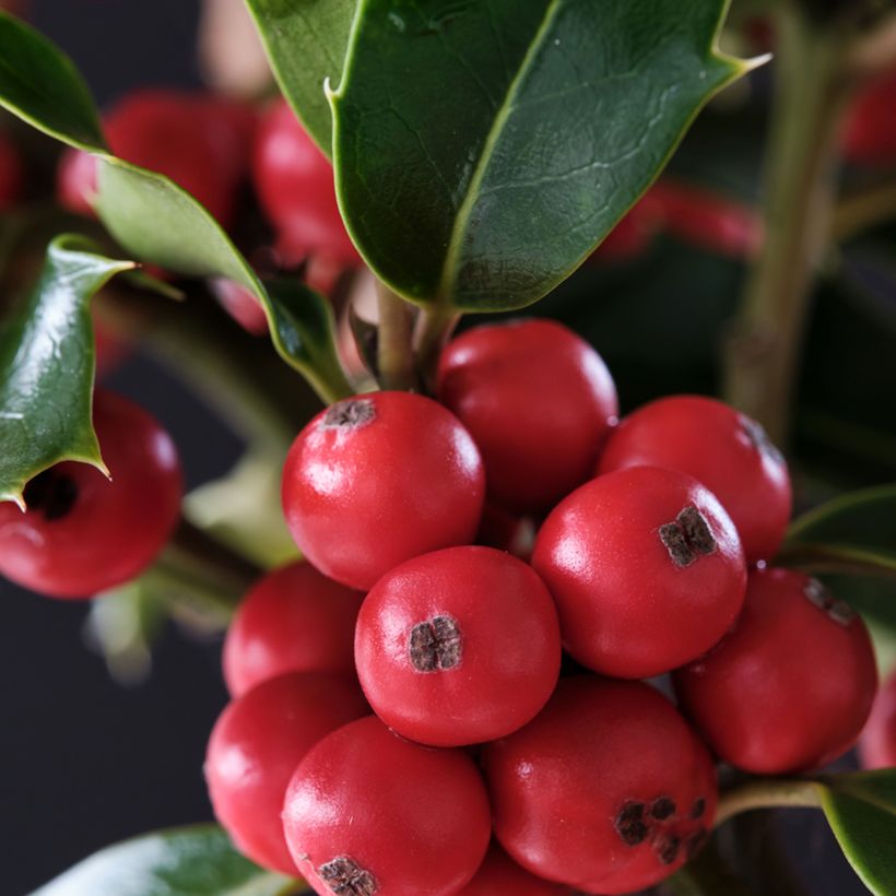 Ilex meserveae Magical Amoro Rosso - Kastanjebladige hulst (Oogst)