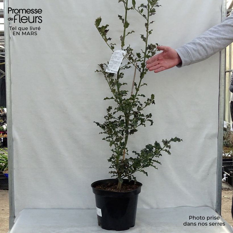 Exemplaar van Ilex aquifolium - Hulst Pot van 7,5 l/10 l zoals geleverd in de lente