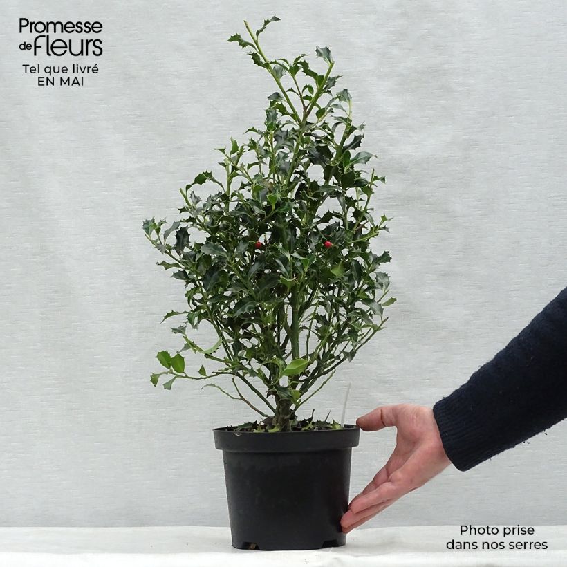 Exemplaar van Ilex aquifolium Alaska - Hulst Pot van 2 l/3 l zoals geleverd in de lente