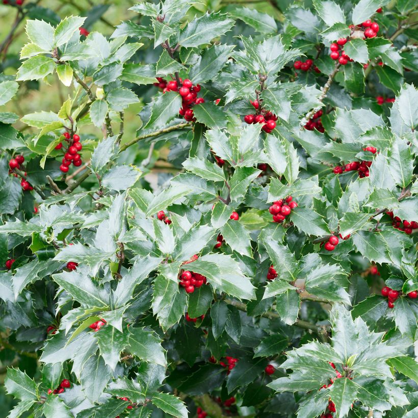 Ilex aquifolium Alaska - Hulst (Blad)