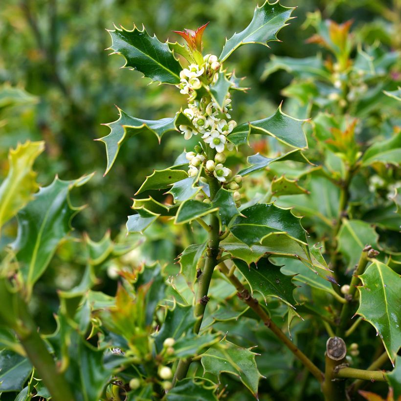 Ilex aquifolium Alaska - Hulst (Bloei)