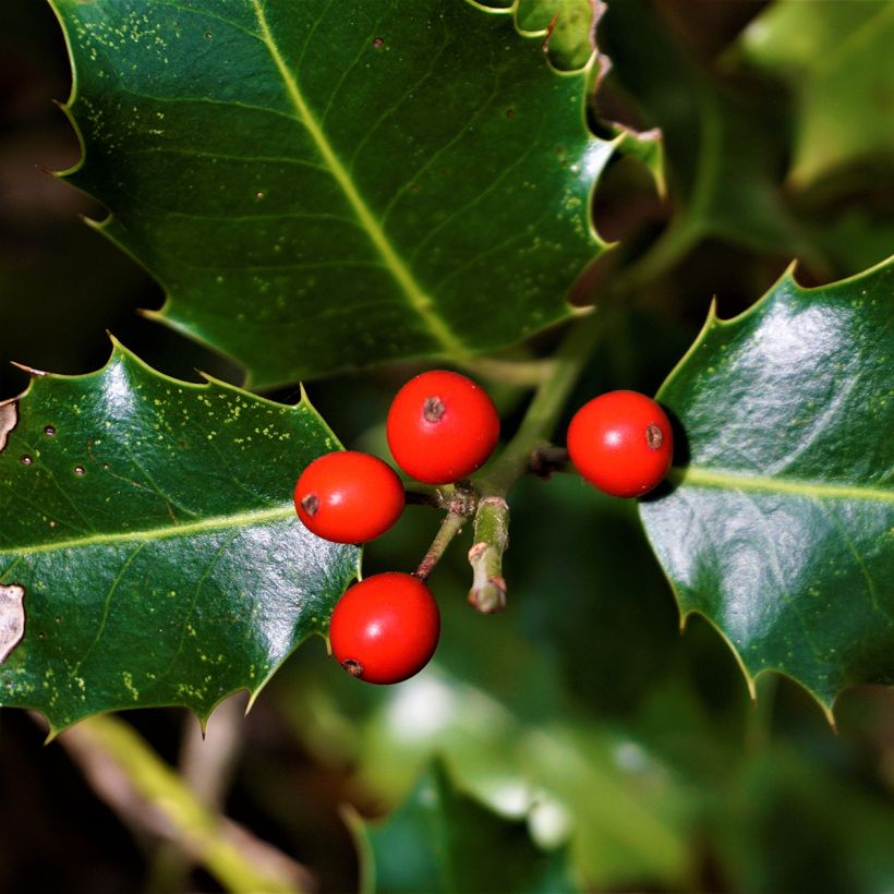 Ilex aquifolium Alaska - Hulst (Oogst)