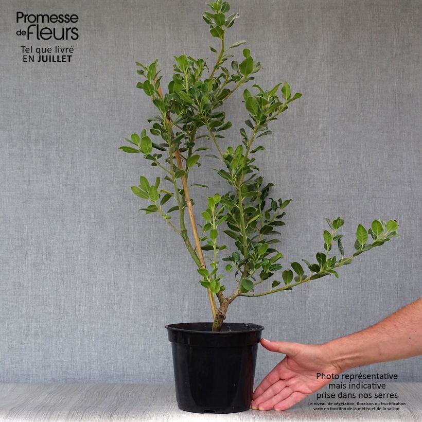 Exemplaar van Ilex aquifolium JC Van Tol - Hulst Pot van 2 l/3 l zoals geleverd in de zomer