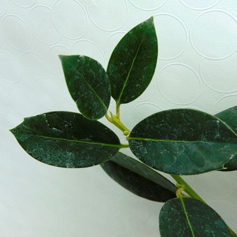 Ilex aquifolium JC Van Tol - Hulst (Blad)