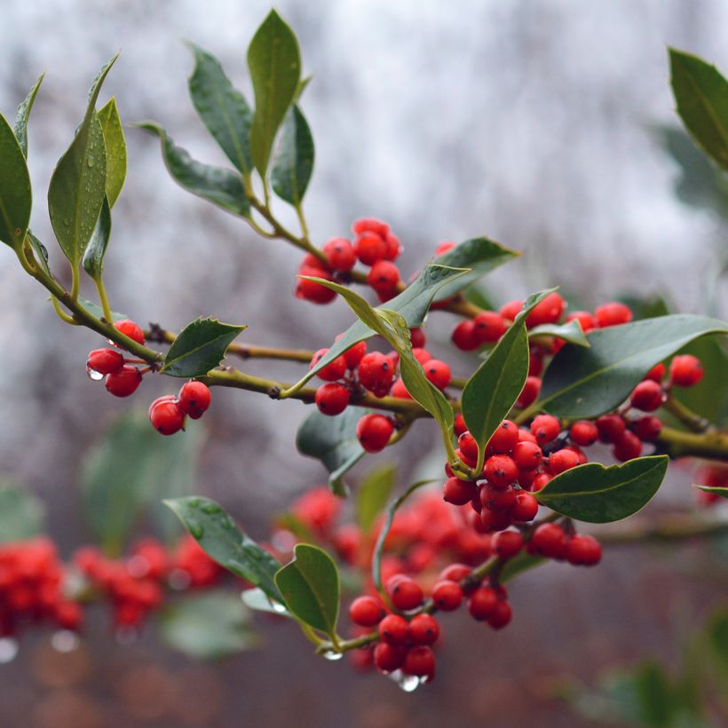 Ilex aquifolium JC Van Tol - Hulst (Oogst)