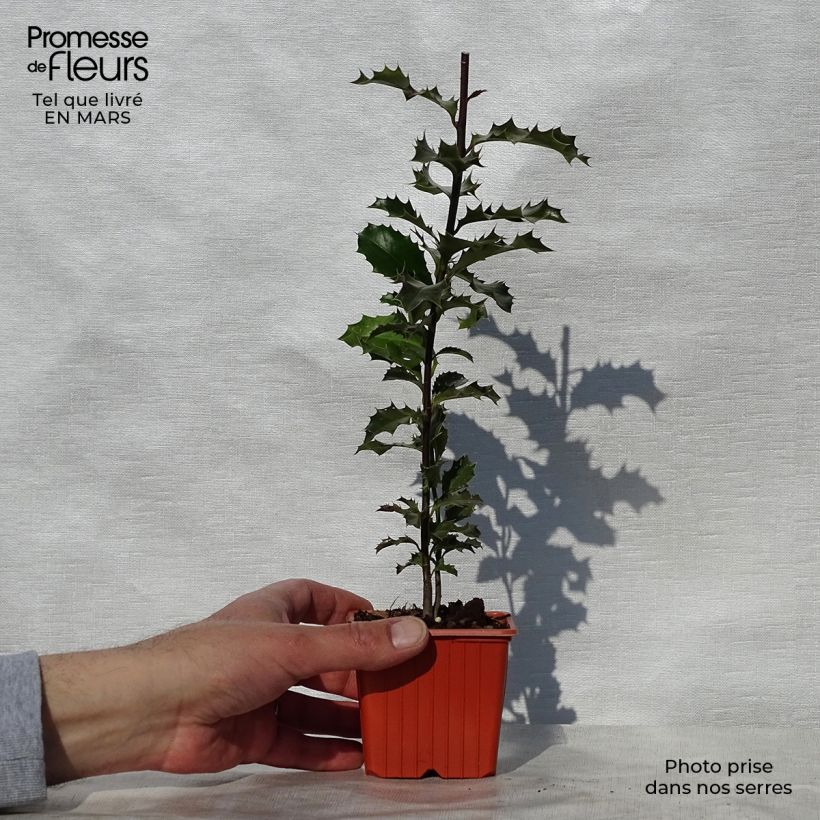 Exemplaar van Ilex aquifolium - Hulst Kweekpotje van 8/9 cm zoals geleverd in de lente