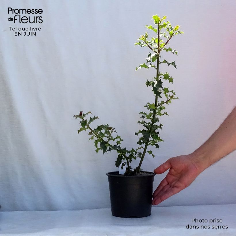 Exemplaar van Ilex aquifolium - Hulst Pot van 2 l/3 l zoals geleverd in de zomer
