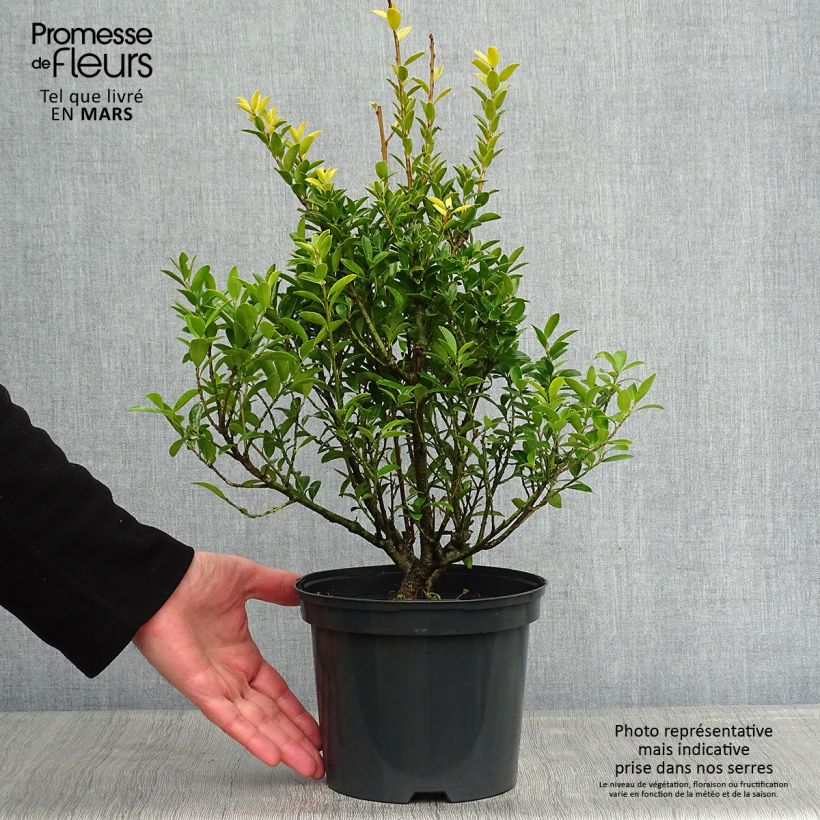 Example of Ilex crenata Blondie - Hulst Pot van 2 l/3 l as you get in hiver