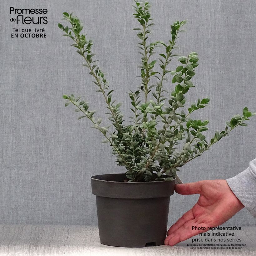 Exemplaar van Ilex crenata Convexa - Japanse hulst Pot van 2 l/3 l zoals geleverd in de herfst