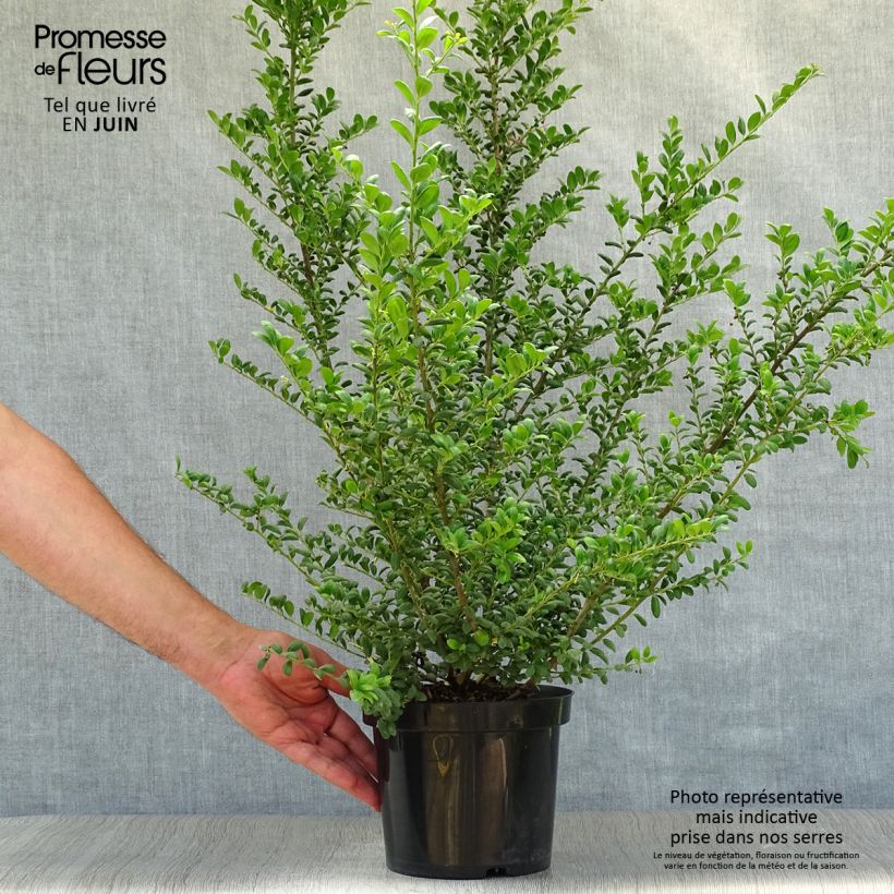 Exemplaar van Ilex crenata Convexa - Japanse hulst Pot van 2 l/3 l zoals geleverd in de zomer