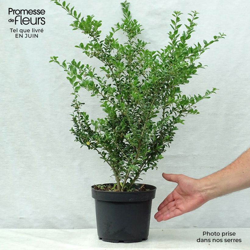 Exemplaar van Ilex crenata Convexa - Japanse hulst Pot van 4 l/5 l zoals geleverd in de zomer