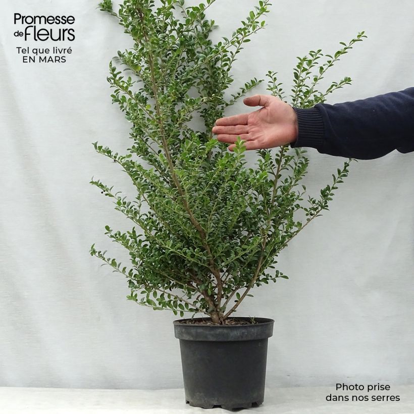 Exemplaar van Ilex crenata Convexa - Japanse hulst Pot van 4 l/5 l zoals geleverd in de lente