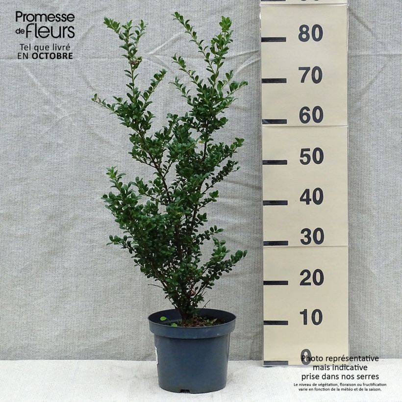 Exemplaar van Ilex crenata Convexa - Japanse hulst Pot van 4 l/5 l zoals geleverd in de herfst