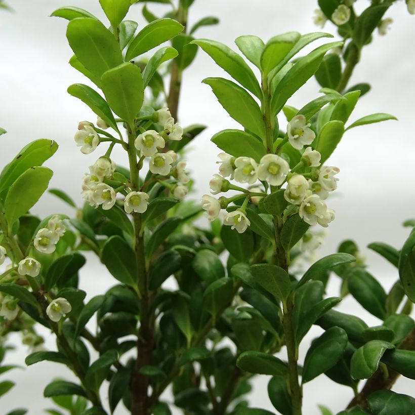 Ilex crenata Convexa - Japanse hulst (Bloei)