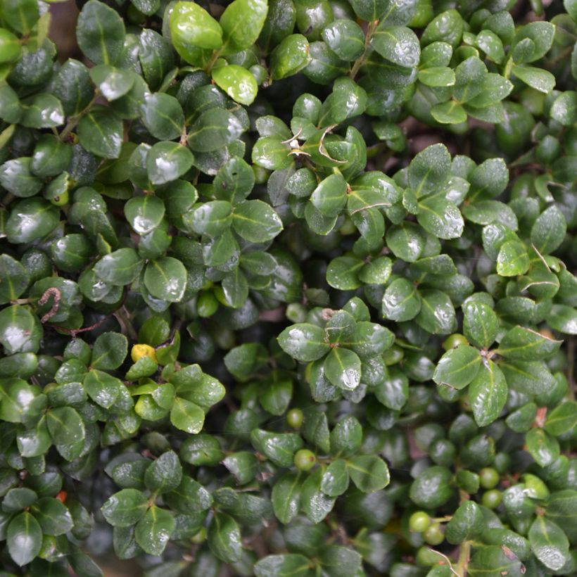Ilex crenata Convexa - Japanse hulst (Blad)