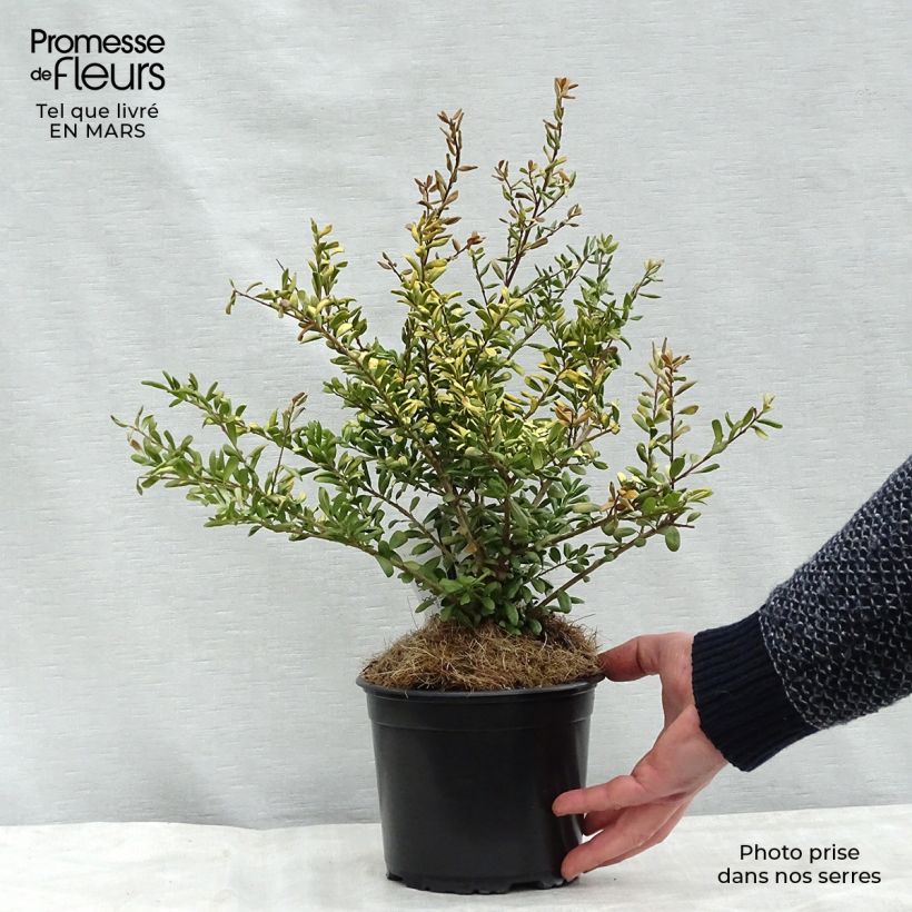 Exemplaar van Ilex crenata Convexed Gold - Japanse hulst Pot van 12 cm / 13 cm zoals geleverd in de lente