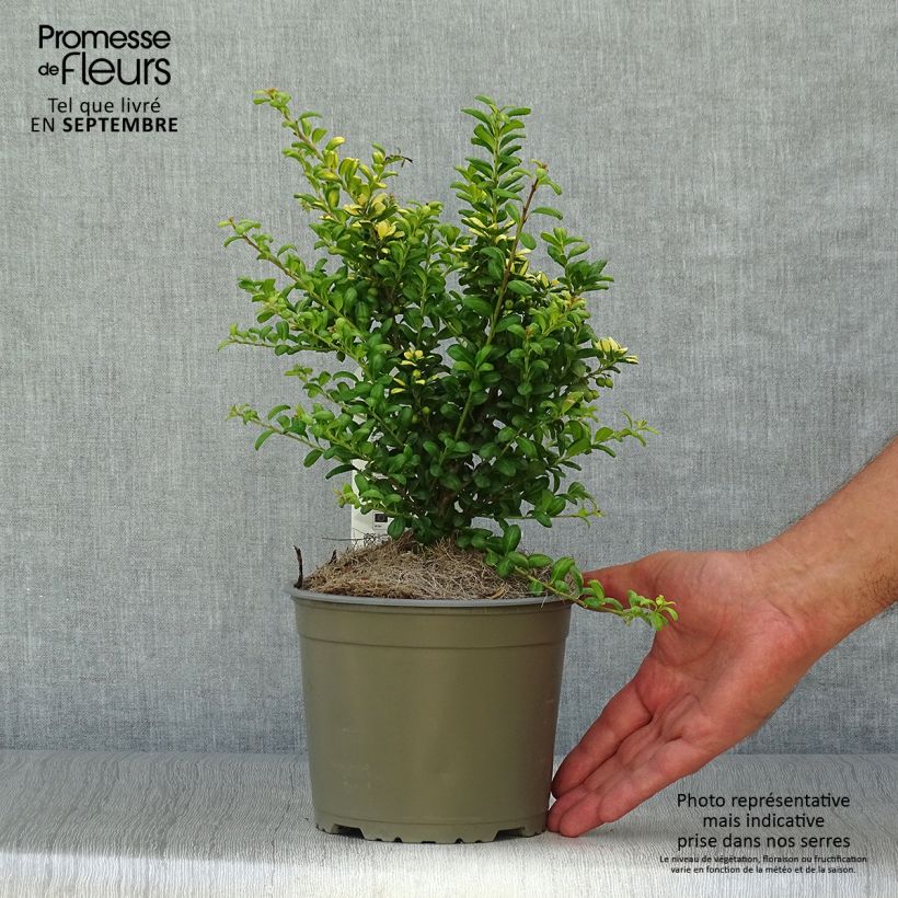 Exemplaar van Ilex crenata Convexed Gold - Japanse hulst Pot van 12 cm / 13 cm zoals geleverd in de herfst