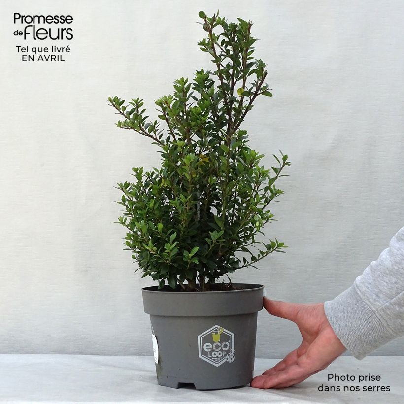 Example of Ilex crenata Dark Green - Japanse hulst Pot van 2 l/3 l, Struik as you get in printemps