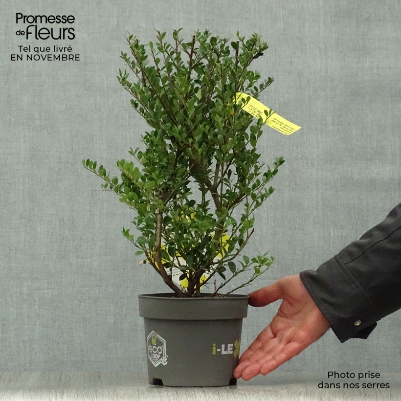Exemplaar van Ilex crenata Dark Green - Japanse hulst Pot van 2 l/3 l, Struik zoals geleverd in de herfst