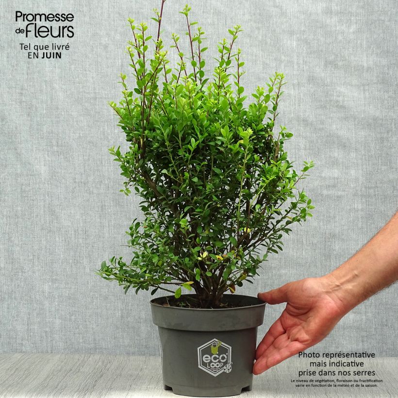 Exemplaar van Ilex crenata Dark Green - Japanse hulst Pot van 2 l/3 l, Struik zoals geleverd in de zomer