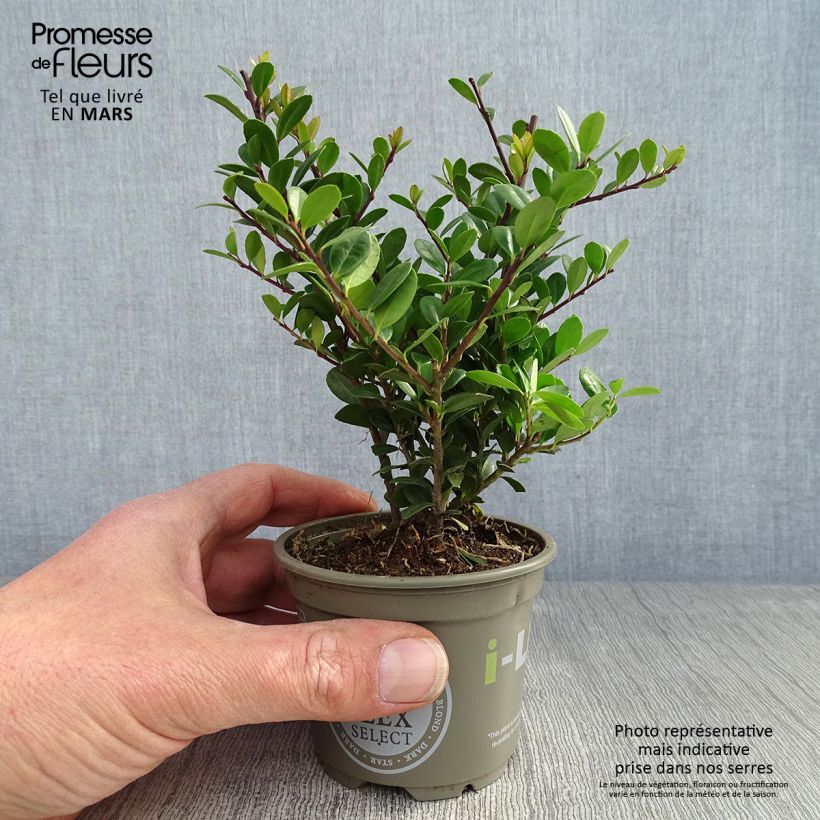 Example of Ilex crenata Dark Green - Japanse hulst Kweekpotje van 8/9 cm as you get in printemps
