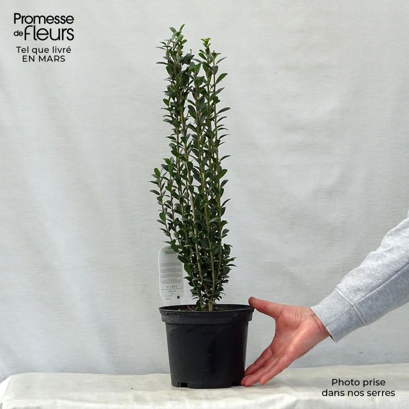 Example of Ilex crenata Fastigiata - Japanse hulst Pot van 3 l/4 l as you get in printemps