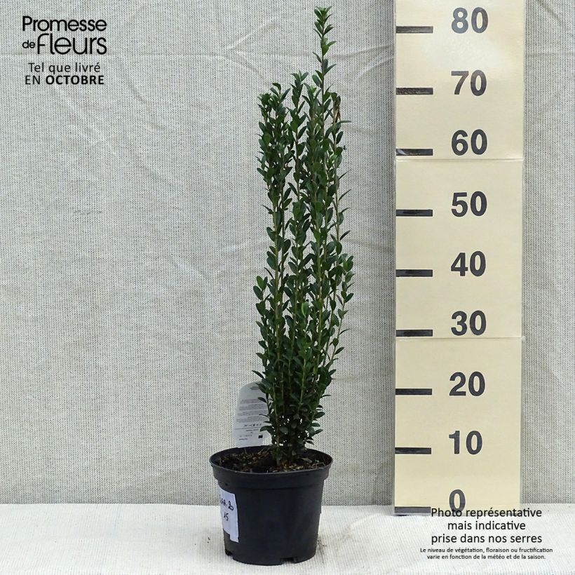 Exemplaar van Ilex crenata Fastigiata - Japanse hulst Pot van 3 l/4 l zoals geleverd in de herfst