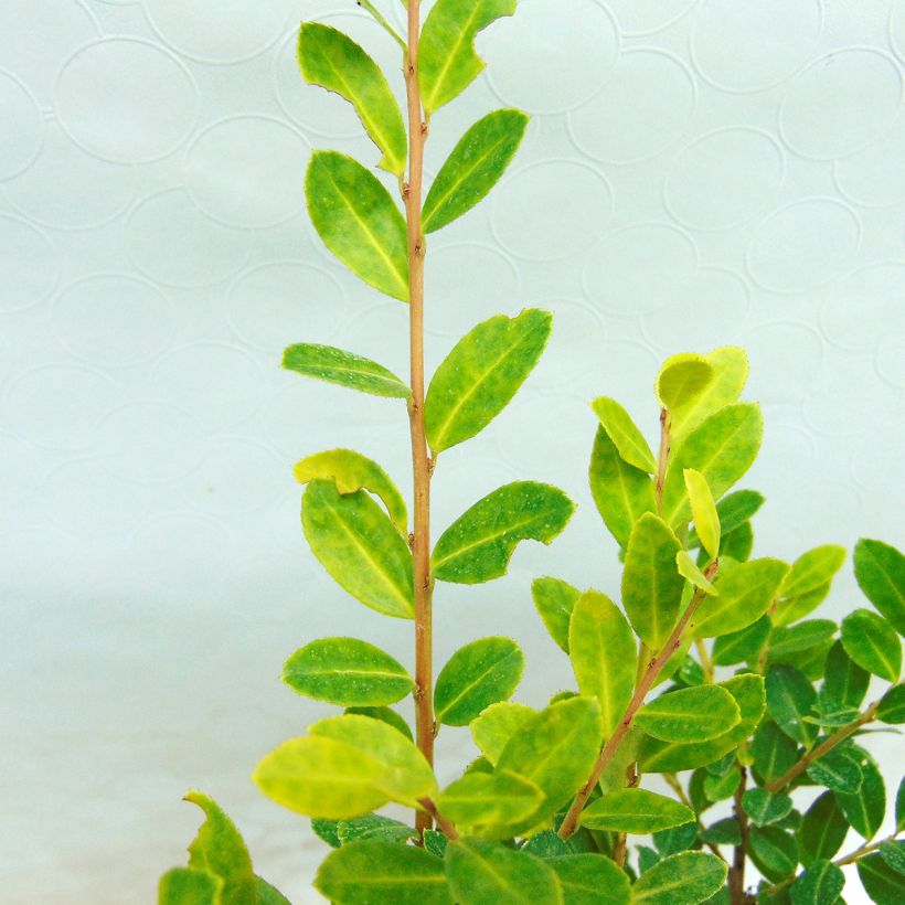 Ilex crenata Glory Gem - Japanse hulst (Blad)