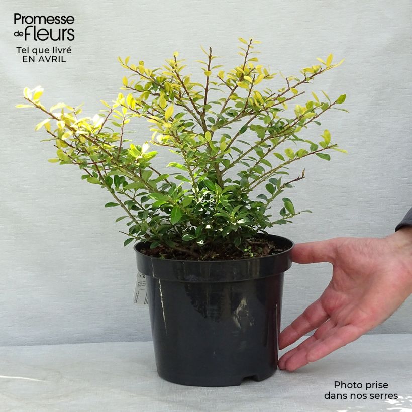 Example of Ilex crenata Golden Gem - Japanse hulst Pot van 2 l/3 l as you get in printemps