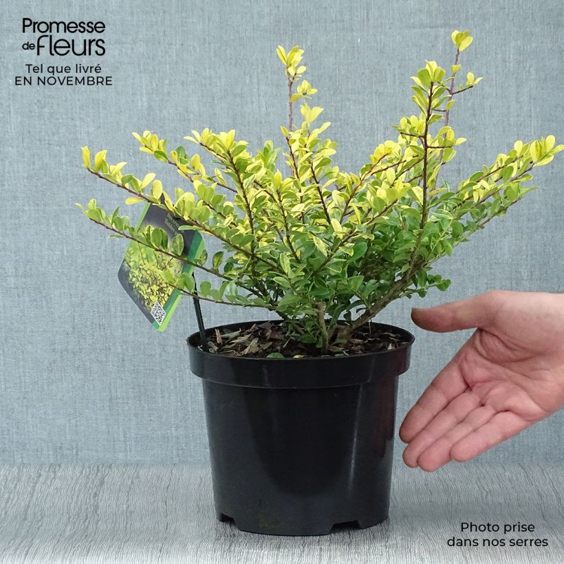 Exemplaar van Ilex crenata Golden Gem - Japanse hulst Pot van 2 l/3 l zoals geleverd in de herfst