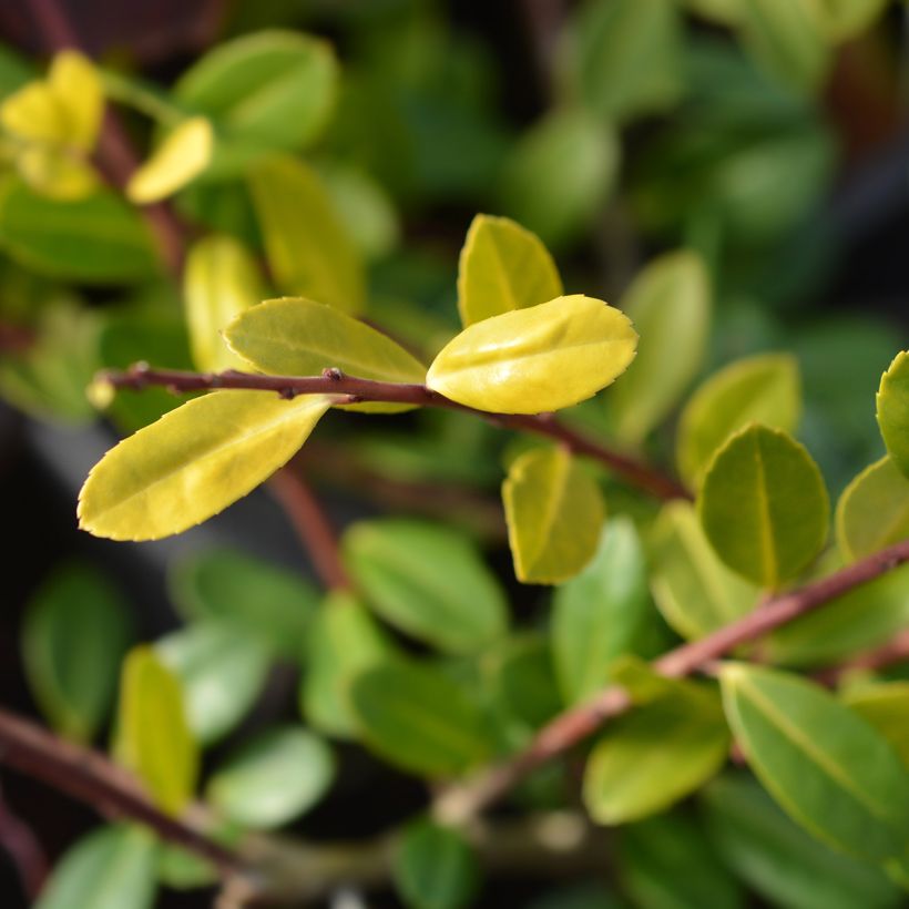Ilex crenata Golden Gem - Japanse hulst (Foliage)
