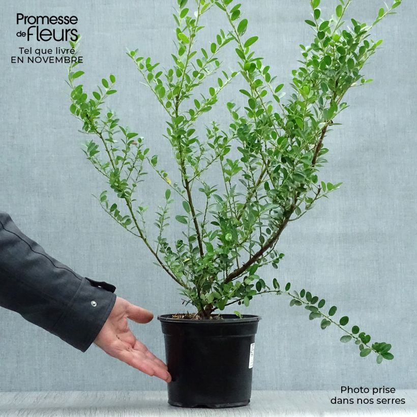 Exemplaar van Ilex crenata Green Hedge - Japanse hulst Pot van 2 l/3 l zoals geleverd in de herfst