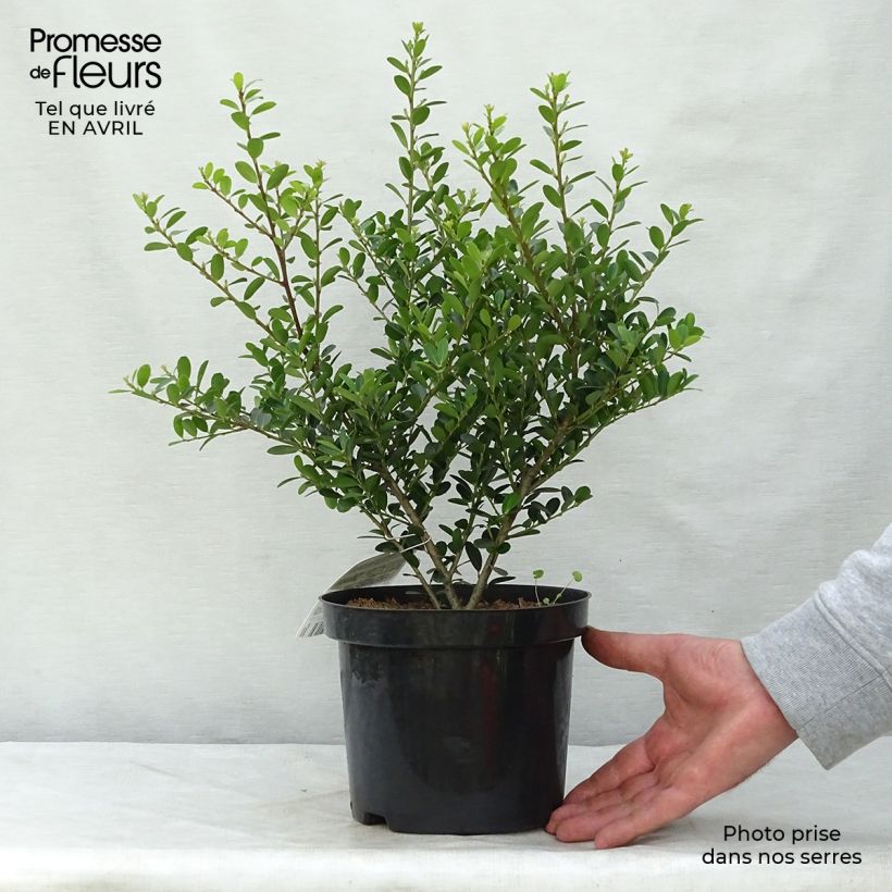 Example of Ilex crenata Green Hedge - Japanse hulst Pot van 2 l/3 l as you get in printemps