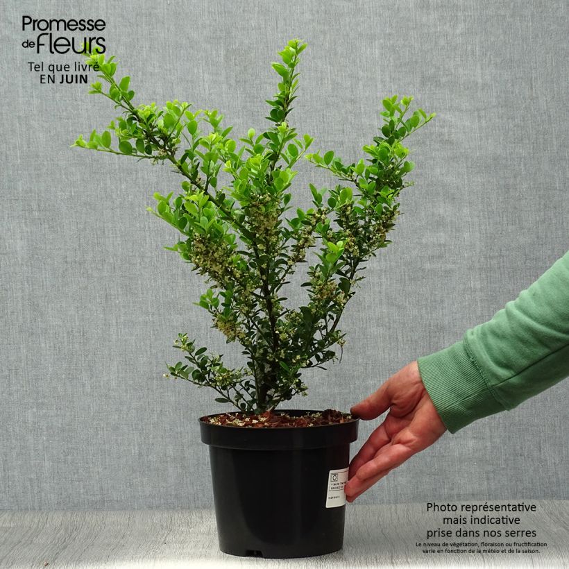 Exemplaar van Ilex crenata Green Hedge - Japanse hulst Pot van 2 l/3 l zoals geleverd in de zomer
