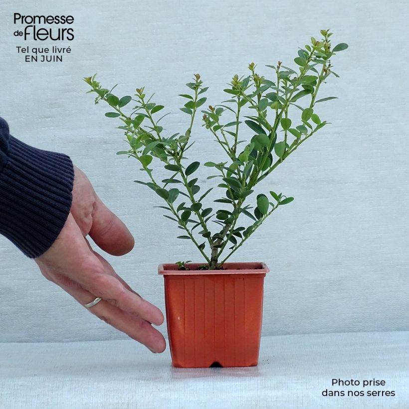 Exemplaar van Ilex crenata Green Hedge - Japanse hulst Kweekpotje van 8/9 cm zoals geleverd in de zomer