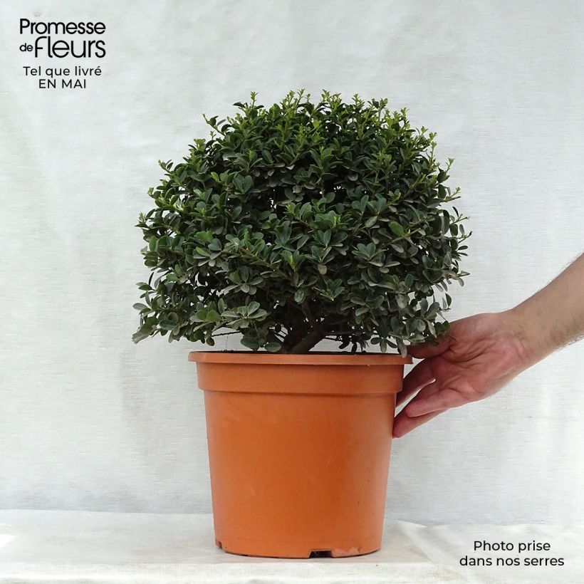 Example of Ilex crenata Green Hedge - Japanse hulst Pot van 7,5 l/10 l as you get in printemps
