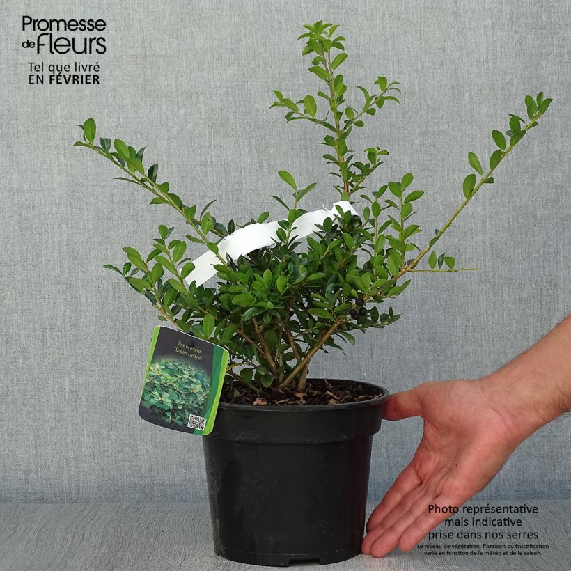 Exemplaar van Houx crénelé - Ilex crenata Green Lustre Pot de 2L/3L zoals geleverd in de herfst