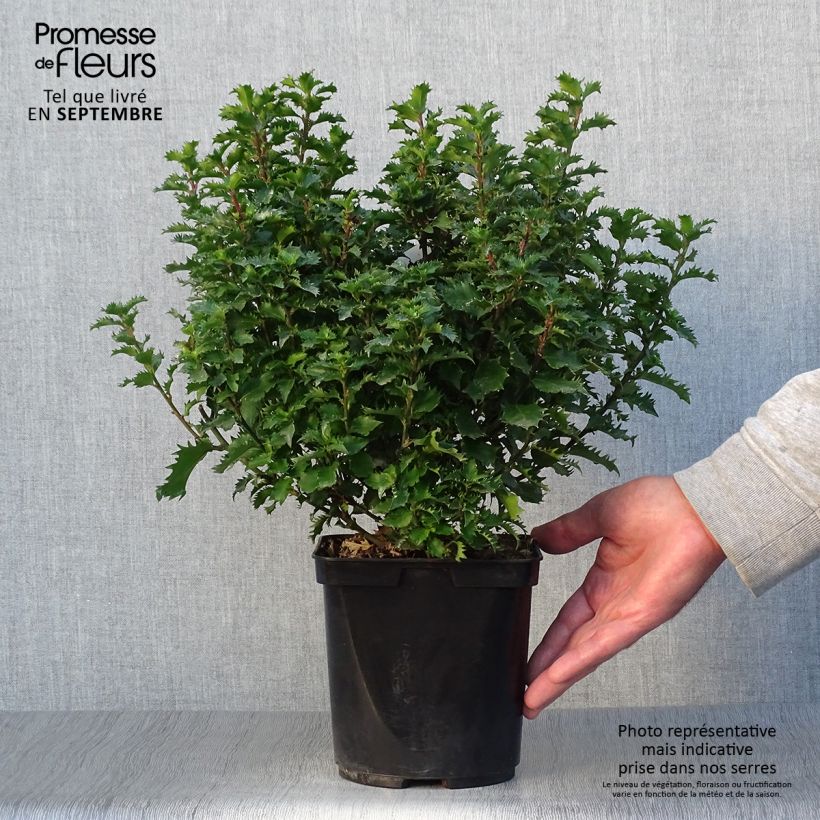 Exemplaar van Ilex meserveae Little Rascal - Kastanjebladige hulst Pot van 2 l/3 l zoals geleverd in de herfst