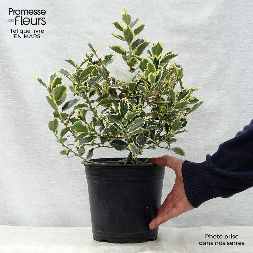 Example of Ilex aquifolium Argenteomarginata - Hulst bont Pot van 2 l/3 l as you get in printemps