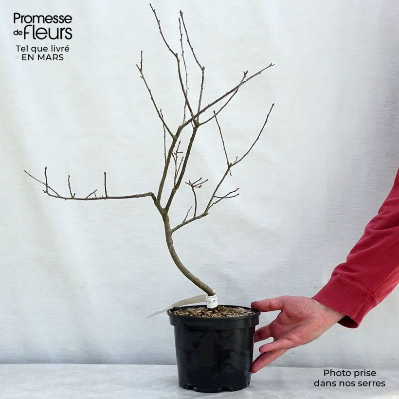 Exemplaar van Ilex verticillata Southern Gentleman - Winterbes Pot van 3 l/4 l zoals geleverd in de winter