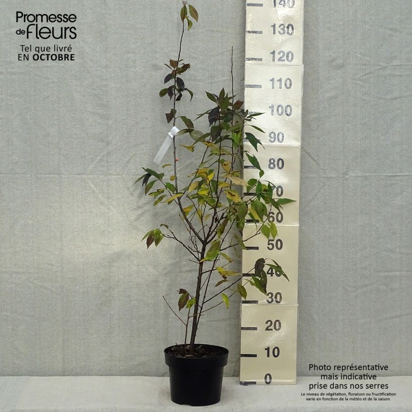 Exemplaar van Ilex verticillata Magical Daydream - Winterbes Pot van 4 l/5 l zoals geleverd in de herfst