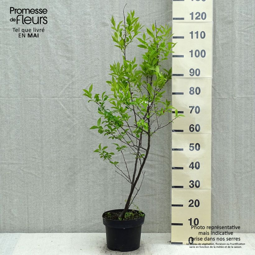 Exemplaar van Ilex verticillata Magical Daydream - Winterbes Pot van 4 l/5 l zoals geleverd in de lente