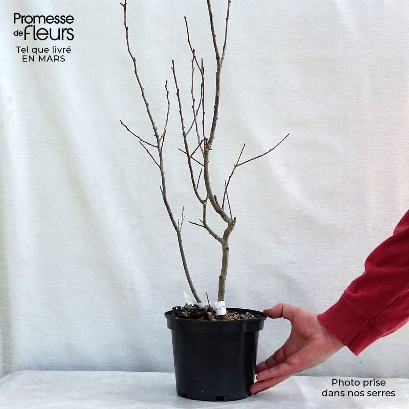 Exemplaar van Ilex verticillata Maryland Beauty - Winterbes Pot van 3 l/4 l zoals geleverd in de winter