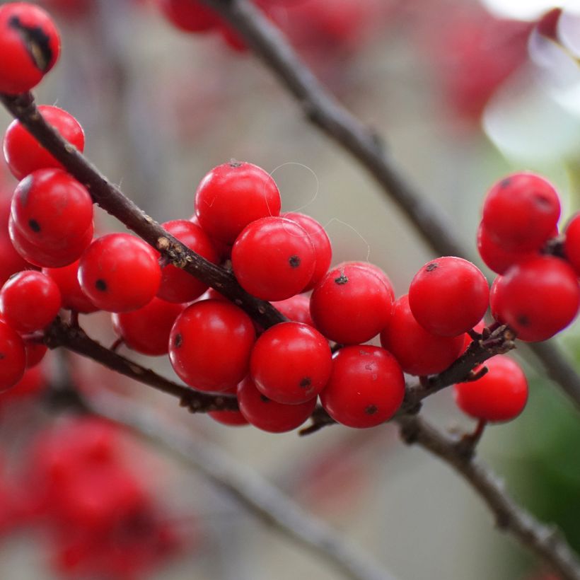 Ilex verticillata Maryland Beauty - Winterbes (Oogst)