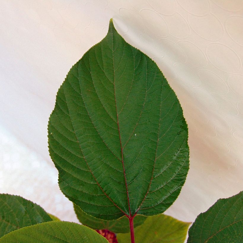 Hovenia dulcis - Rozijnenboom (Foliage)