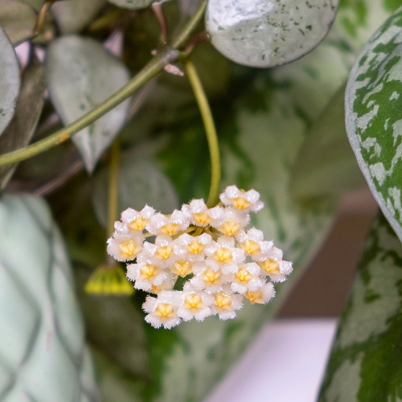 Hoya krohniana Eskimo - Wasbloem (Bloei)