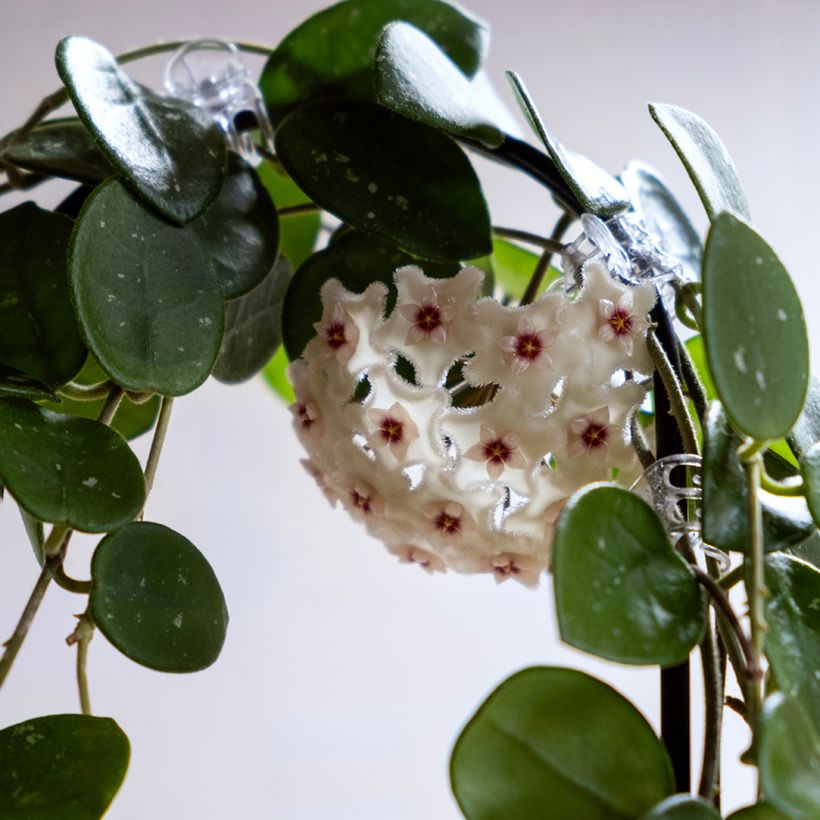 Hoya Mathilde Splash - Wasbloem (Bloei)
